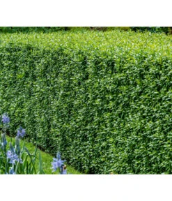 Gardena Store -Gardena Store 7266174 WE MO 001 Liguster 1