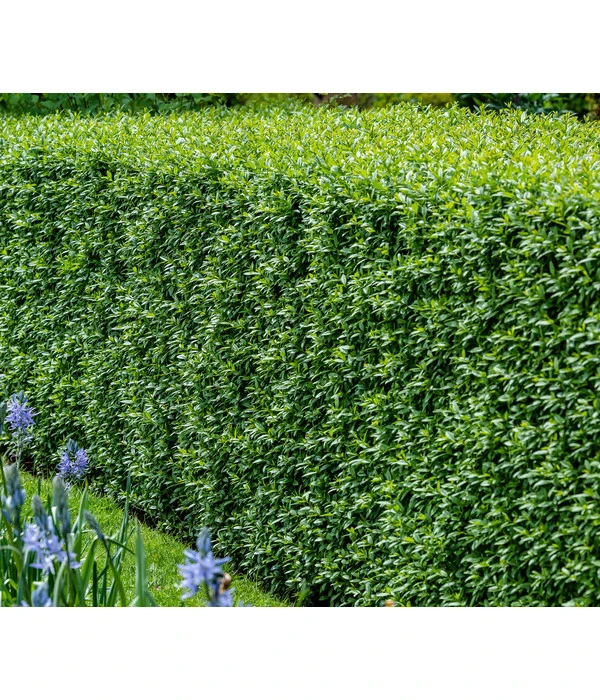 10 Meter Wintergrüner Liguster 'Atrovirens', 30 X Ca. 100-150 Cm 4 10 Meter Wintergrüner Liguster 'Atrovirens', 30 X Ca. 100-150 Cm – Bild 2