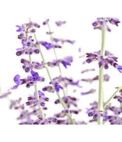 Blauraute 'Blue Spire' 15 Blauraute 'Blue Spire' -Gardena Store 7302631 WE DE 001 BlaurautePerovskiaAbrotanoidesBlueSpire3LDehnerExpressHerzig