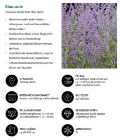 Blauraute 'Blue Spire' 14 Blauraute 'Blue Spire' -Gardena Store 7302631 WE IG 001 Blauraute