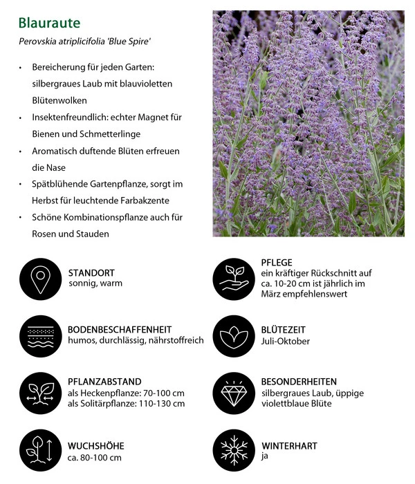 Blauraute 'Blue Spire' 8 Blauraute 'Blue Spire' – Bild 6