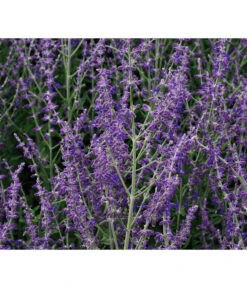 Blauraute 'Blue Spire' 13 Blauraute 'Blue Spire' -Gardena Store 7302631 WE MO 001 PerovskiaLittleSpireTBlauraute