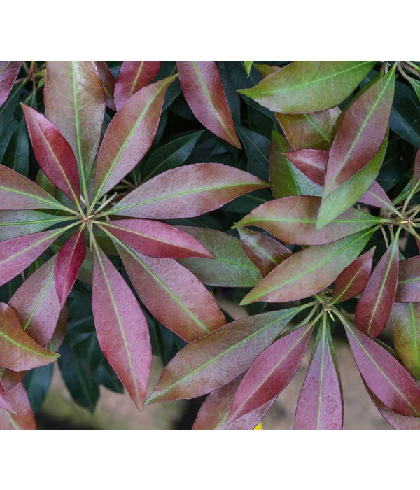 Schattenglöckchen, Japanische Lavendelheide 'Katsura' 3 Schattenglöckchen, Japanische Lavendelheide 'Katsura'