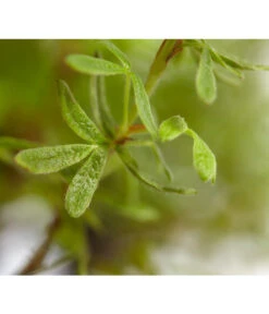 Fingerstrauch -Gardena Store 7353790 WE DE 001 FingerstrauchPotentillaFruticosaRedAceDehnerExpressZS