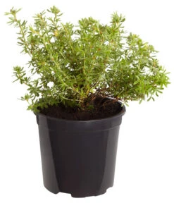 Fingerstrauch -Gardena Store 7353790 WE FS 001 FingerstrauchPotentillaFruticosaRedAceDehnerExpressZS