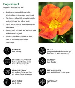 Fingerstrauch -Gardena Store 7353790 WE IG 001 Fingerstrauch