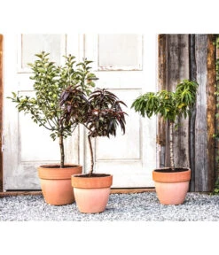 Zwergapfel 'Galina' -Gardena Store 7357239 WE MO 001 PrunCistenaAllgreen