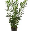 Kaukasischer Kirschlorbeer 'Caucasica' -Gardena Store 7362312 WE FS 001 KirschloorbeerPrunusCaucasica