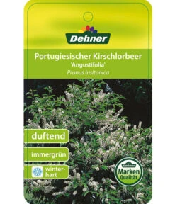 Portugiesischer Kirschlorbeer 'Angustifolia' -Gardena Store 7362833 PortugiesischerKirschlorbeerAngustifolia Etikett 1