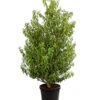 Portugiesischer Kirschlorbeer 'Angustifolia' 1 Portugiesischer Kirschlorbeer 'Angustifolia' -Gardena Store 7362833 WE FS 001 PrunusLusitanicaAngustKirschlorbeer12LDehnerExpressHerzig