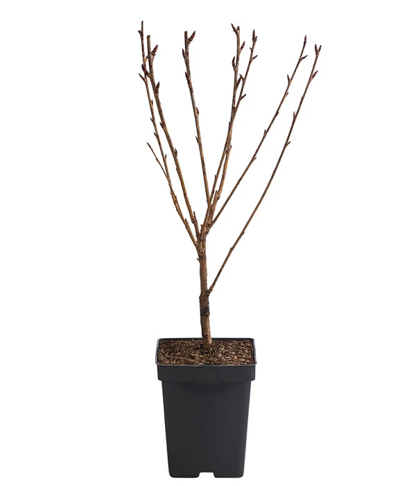 Nelken-Kirsche 'Kanzan' 4 Nelken-Kirsche 'Kanzan' – Bild 2