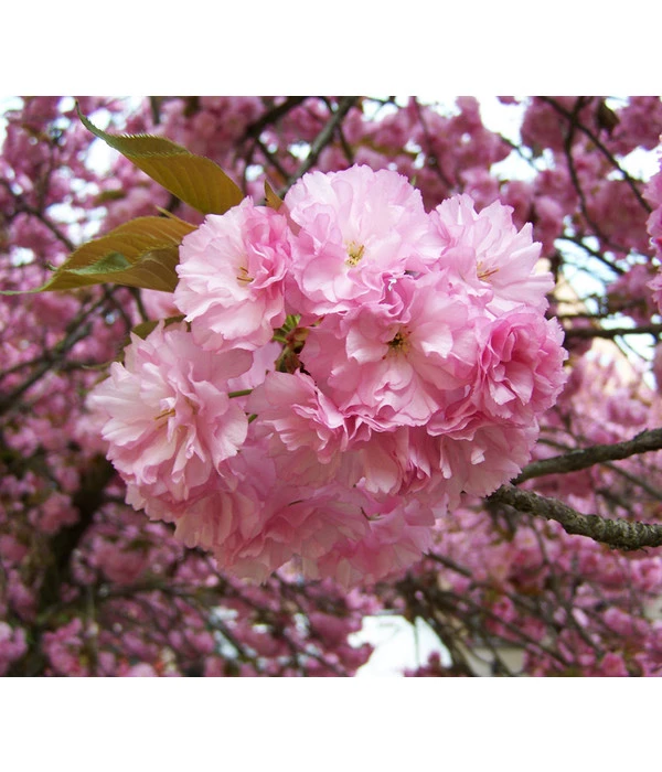 Nelken-Kirsche 'Kanzan' 3 Nelken-Kirsche 'Kanzan'