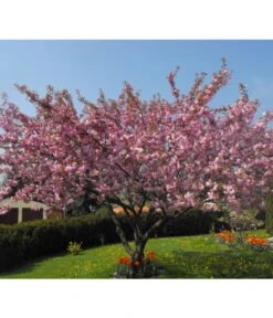 Nelken-Kirsche 'Kanzan' 7 Nelken-Kirsche 'Kanzan' -Gardena Store 7366404 PR MO 001 PrunusKanzanPixabay