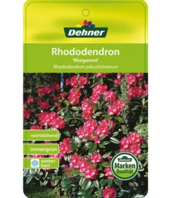 Rhododendron 'Morgenrot' -Gardena Store 7447329 RhododendronMorgenrot Etikett 1