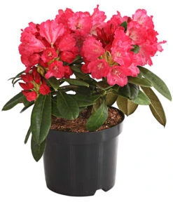 Rhododendron 'Morgenrot'