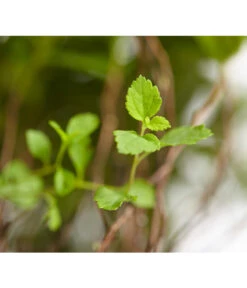 Zwergspiere 'Little Princess' -Gardena Store 7482987 WE DE 001 SpierstrauchSpiraeaJaponicaLittlePrincessDehnerExpressZS