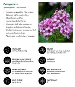 Zwergspiere 'Little Princess' -Gardena Store 7482987 WE IG 001 Zwergspiere