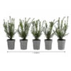 1-1,5 Meter Europäische Eibe, 5 X Ca. 30 Cm -Gardena Store 7495245 WE FS 002 TaxusBaccata