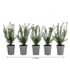 1-1,5 Meter Europäische Eibe, 5 X Ca. 30 Cm