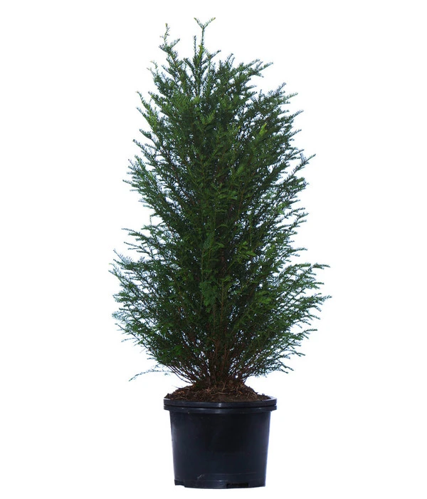 7 Meter Europäische Eibe, 14 X Ca. 125-150 Cm 4 7 Meter Europäische Eibe, 14 X Ca. 125-150 Cm – Bild 2