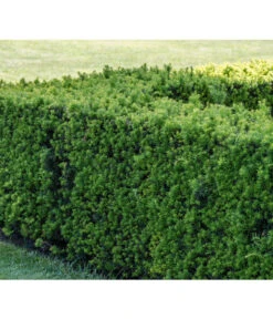 7 Meter Europäische Eibe, 14 X Ca. 125-150 Cm 10 7 Meter Europäische Eibe, 14 X Ca. 125-150 Cm -Gardena Store 7496714 PR MO 001 TaxusEibeBGALucknerMai2017