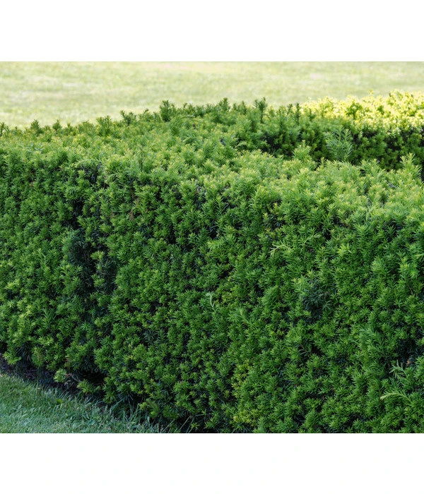 7 Meter Europäische Eibe, 14 X Ca. 125-150 Cm 5 7 Meter Europäische Eibe, 14 X Ca. 125-150 Cm – Bild 3