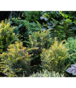 7 Meter Europäische Eibe, 14 X Ca. 125-150 Cm 11 7 Meter Europäische Eibe, 14 X Ca. 125-150 Cm -Gardena Store 7496714 PR MO 001 TaxusEibeGWLucknerMai2017