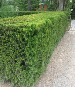 7 Meter Europäische Eibe, 14 X Ca. 125-150 Cm 12 7 Meter Europäische Eibe, 14 X Ca. 125-150 Cm -Gardena Store 7496714 WE MO 003 GemeineEibeTaxusBaccata2L