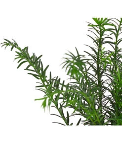 7 Meter Europäische Eibe, 14 X Ca. 125-150 Cm 13 7 Meter Europäische Eibe, 14 X Ca. 125-150 Cm -Gardena Store 7497100 PR DE 002 TaxusEibeBaccata9CDehnerExpressHerzig