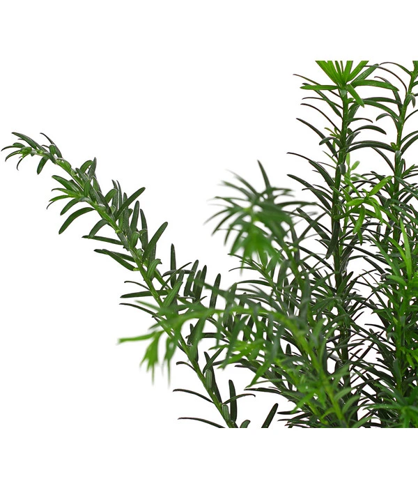 7 Meter Europäische Eibe, 14 X Ca. 125-150 Cm 8 7 Meter Europäische Eibe, 14 X Ca. 125-150 Cm – Bild 6