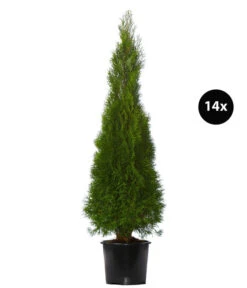 7 Meter Lebensbaum 'Smaragd', 14 X Ca. 125-150 Cm