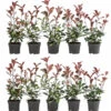 2-3 Meter Purpur-Glanzmispel 'Red Robin', 10 X Ca. 35 Cm -Gardena Store 7517683 WE FS 001 PhotiniaRedRobin2m