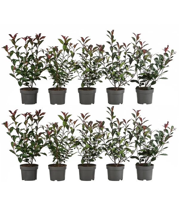 2-3 Meter Purpur-Glanzmispel 'Carre Rouge', 10 X Ca. 35 Cm 3 2-3 Meter Purpur-Glanzmispel 'Carre Rouge', 10 X Ca. 35 Cm