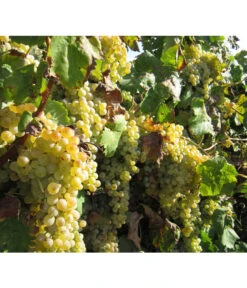 Dehner Gourmet Garten Tafeltraube 'Palatina' 7 Dehner Gourmet Garten Tafeltraube 'Palatina' -Gardena Store 7540099 WE MO 001 GGWeinPalatinaPixabay