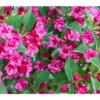 Weigelie 'Bristol Ruby' -Gardena Store 7540289 PR DE 001 WeigelaWeigelieBristolRubyBGALucknerMai2017