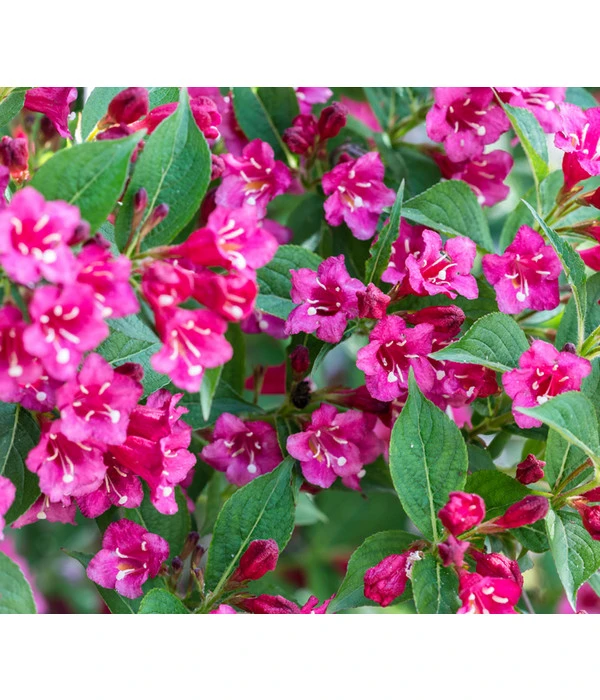 Weigelie 'Bristol Ruby' 3 Weigelie 'Bristol Ruby'