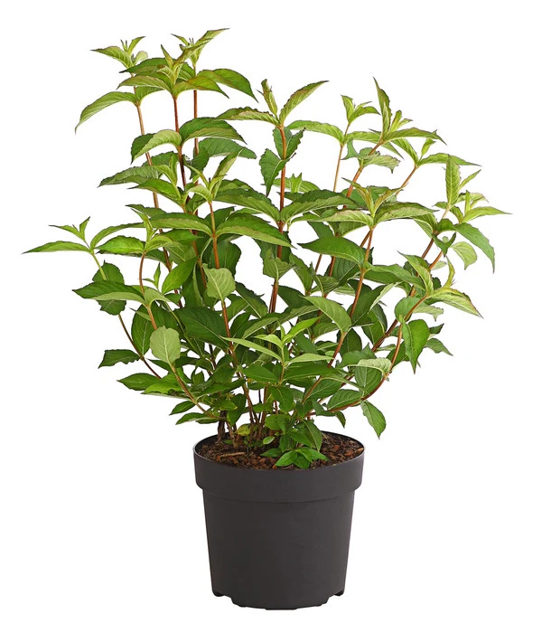 Weigelie 'Bristol Ruby' 4 Weigelie 'Bristol Ruby' – Bild 2