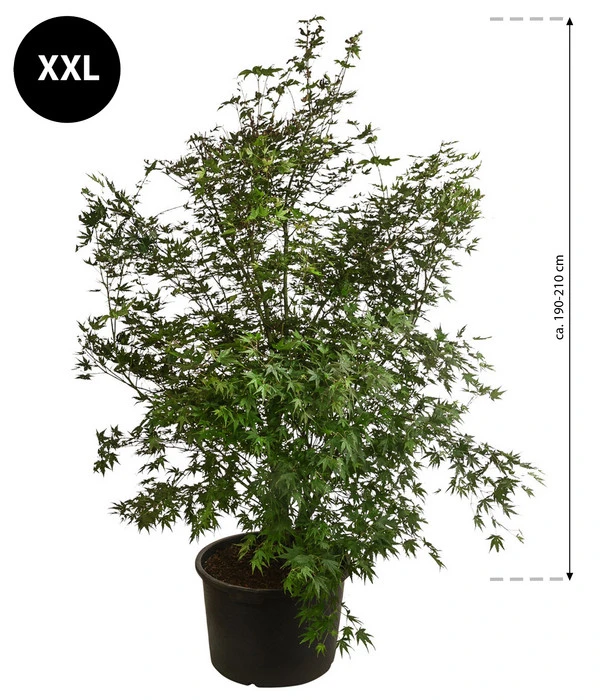 XXL Fächerahorn, Ca. 190-210 Cm 4 XXL Fächerahorn, Ca. 190-210 Cm – Bild 2