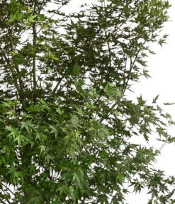 XXL Fächerahorn, Ca. 190-210 Cm 7 XXL Fächerahorn, Ca. 190-210 Cm -Gardena Store 7548068 WE DE 001 AcerPalmatumAhorn