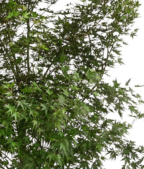 XXL Fächerahorn, Ca. 190-210 Cm 5 XXL Fächerahorn, Ca. 190-210 Cm – Bild 3