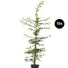 5 Meter Hainbuche, 15 X Ca. 175-200 Cm -Gardena Store 7548225 WE FS 001 HainbucheCarpinusBetulusHecke15xFINAL