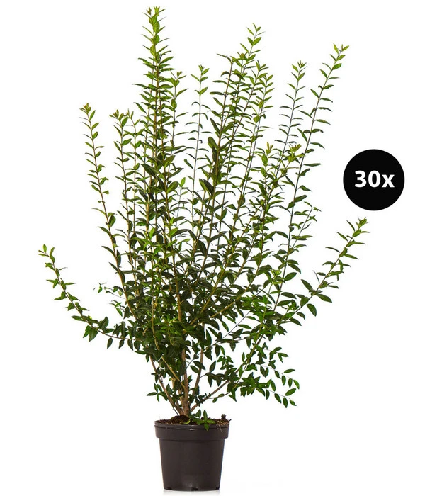 10 Meter Wintergrüner Liguster 'Atrovirens', 30 X Ca. 100-150 Cm 3 10 Meter Wintergrüner Liguster 'Atrovirens', 30 X Ca. 100-150 Cm