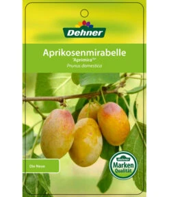 Dehner Aprikosenmirabelle 'Aprimira' 10 Dehner Aprikosenmirabelle 'Aprimira' -Gardena Store 7600851 AprikosenmirabelleAprimira Etikett 1