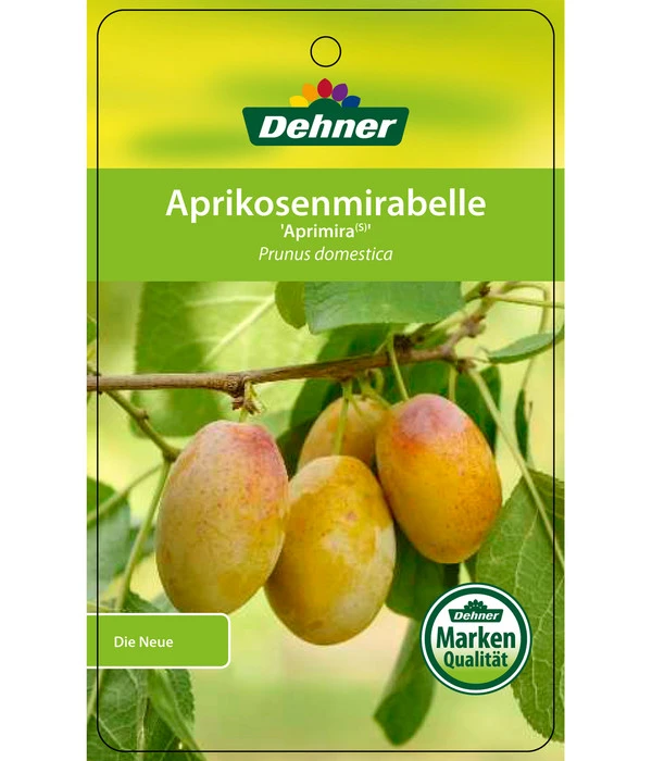 Dehner Aprikosenmirabelle 'Aprimira' 6 Dehner Aprikosenmirabelle 'Aprimira' – Bild 4