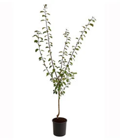 Dehner Aprikosenmirabelle 'Aprimira' 9 Dehner Aprikosenmirabelle 'Aprimira' -Gardena Store 7600851 PR FS 001 AprikosenmirabelleAprimiraBusch95LiterDehnerExpressHerzig