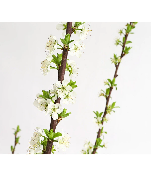 Dehner Aprikosenmirabelle 'Aprimira' 4 Dehner Aprikosenmirabelle 'Aprimira' – Bild 2