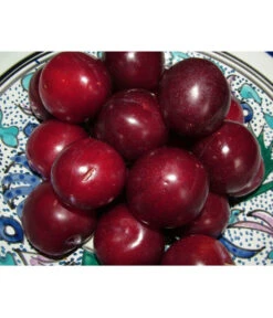 Aprikosen-Kirsche 'Aprikyra®' -Gardena Store 7600893 PR MO 001 AprikosenKirscheAprikyraPixabay