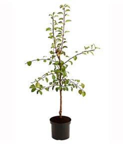 Birnen-Duo 'Clapps Liebling'/'Alexander Lucas' -Gardena Store 7602816 PR FS 001 BirnenDuoClappsLieblingAlexanderLucas95LiterDehnerExpressHerzig