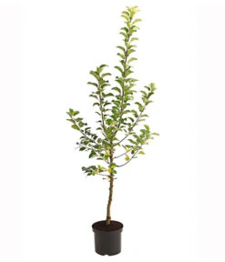 Herbstapfel 'Alkmene' 5 Herbstapfel 'Alkmene' -Gardena Store 7602980 PR FS 001 ApfelAlkmeneBusch95LiterDehnerExpressHerzig