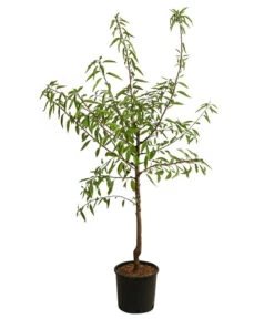 Mandelbaum 6 Mandelbaum -Gardena Store 7603889 WE FS 001 PrunusMandel